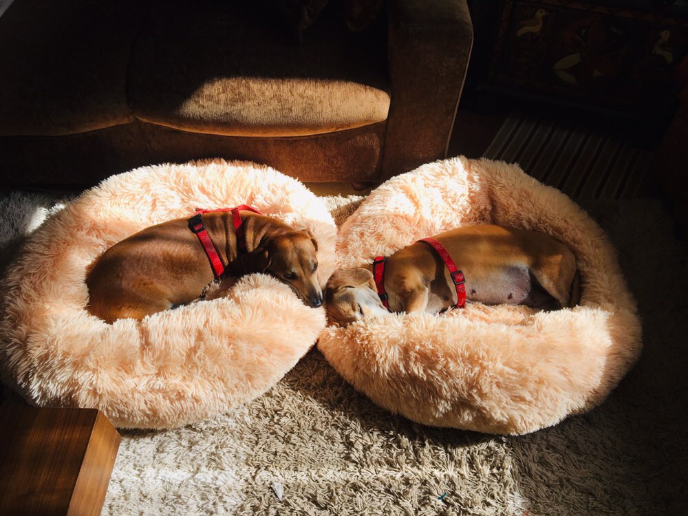 Long Plush Pet Bed