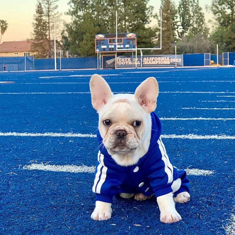 Pet Clothes French Bulldog Puppy Dog