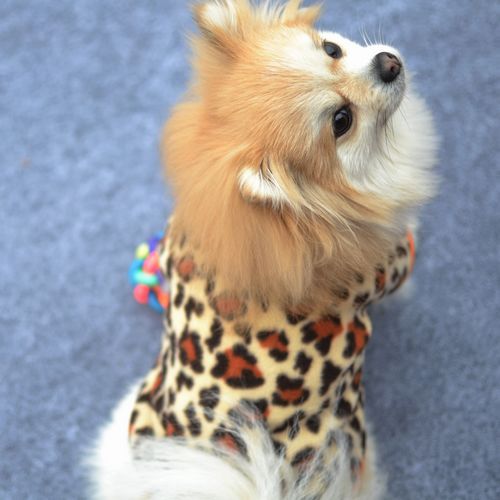 Warm Fleece Pet Dog Clothes