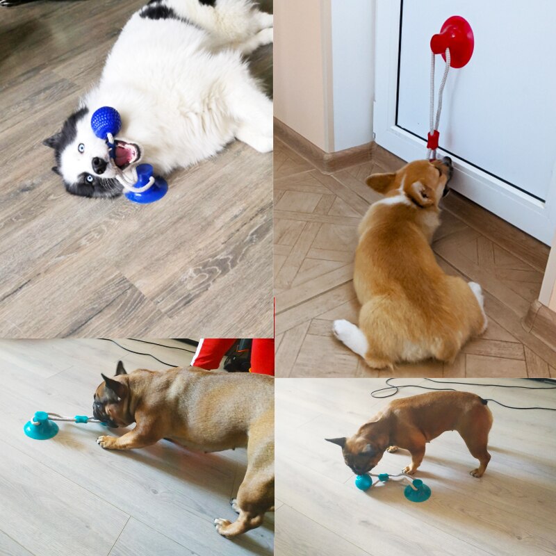 Dog Interactive Suction Cup Push TPR Ball Toys